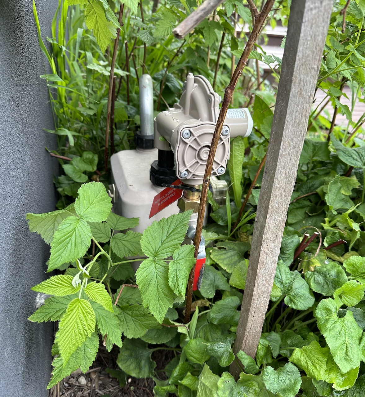 Our gas meter (surrounded by raspberry canes) prior to being removed.